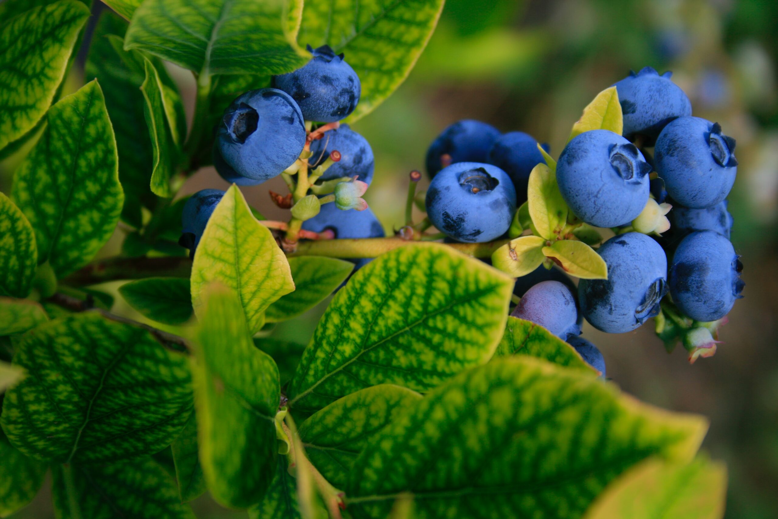 Arandanos