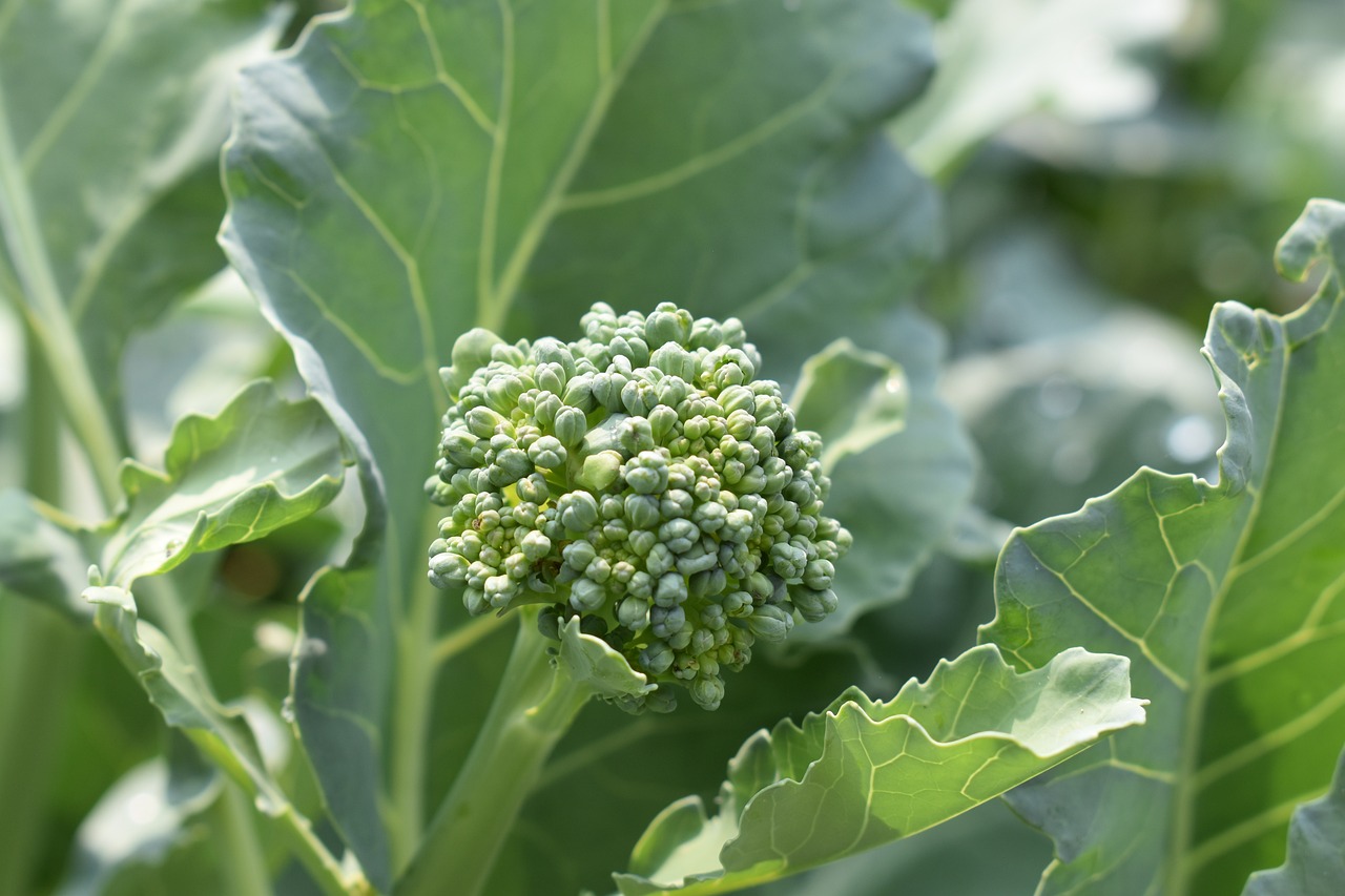 broccoli, garden, healthy-3629361.jpg