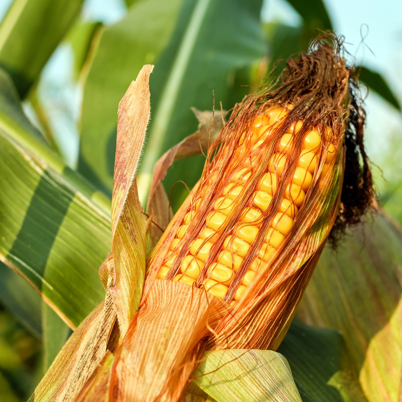 corn on the cob, corn, grain-2941068.jpg
