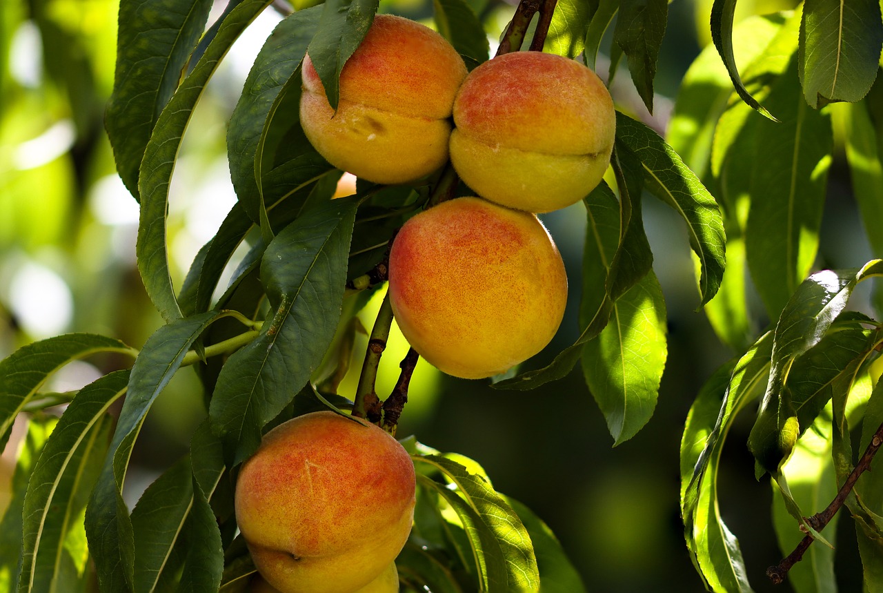 fruits, nature, peaches-7374361.jpg