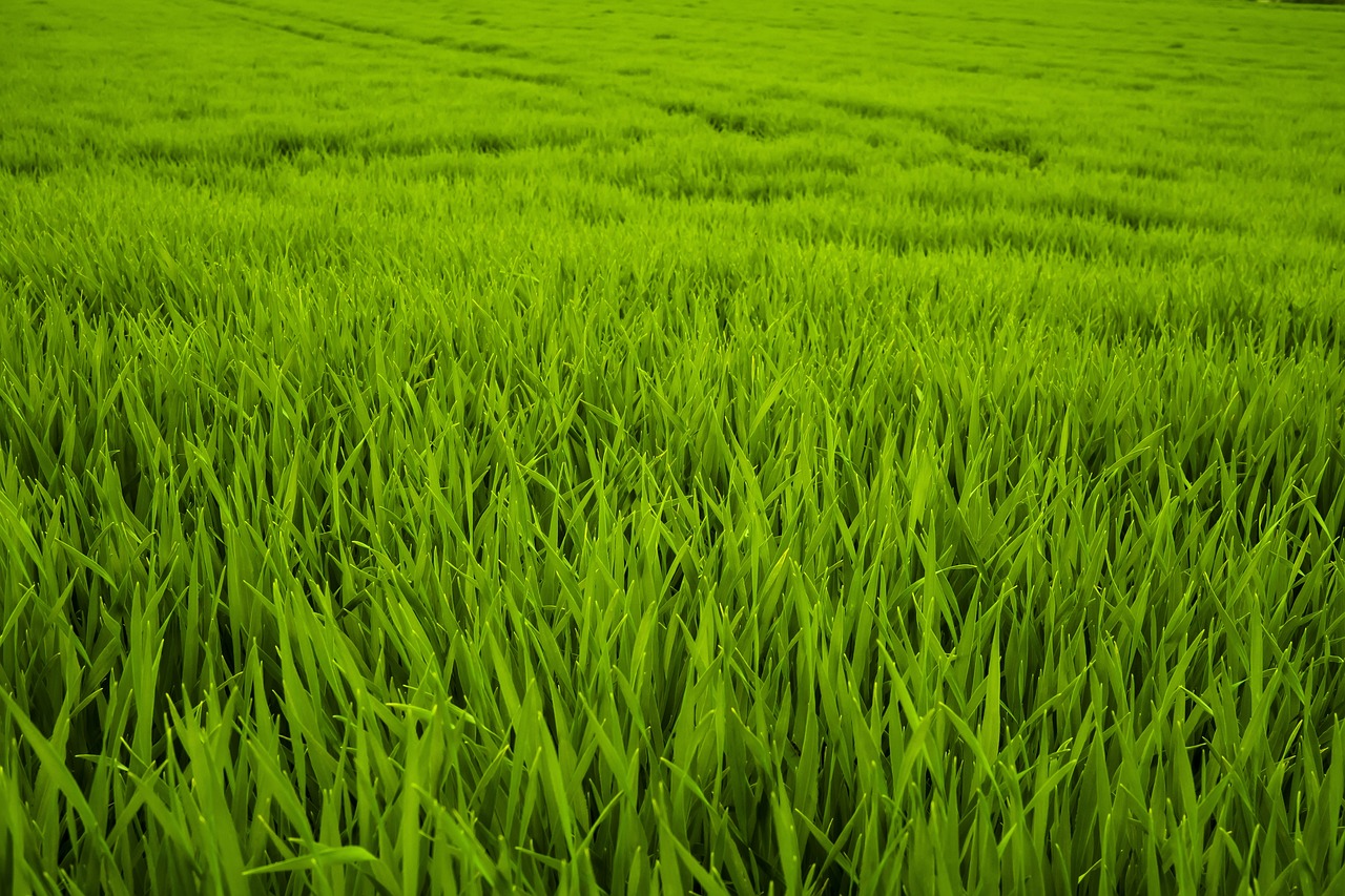 grass, green, meadow-2228954.jpg