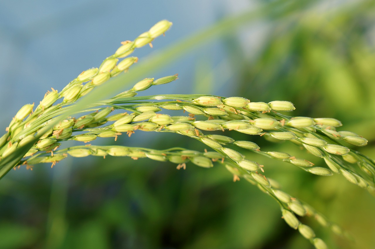 rice, food, rice non-3182281.jpg