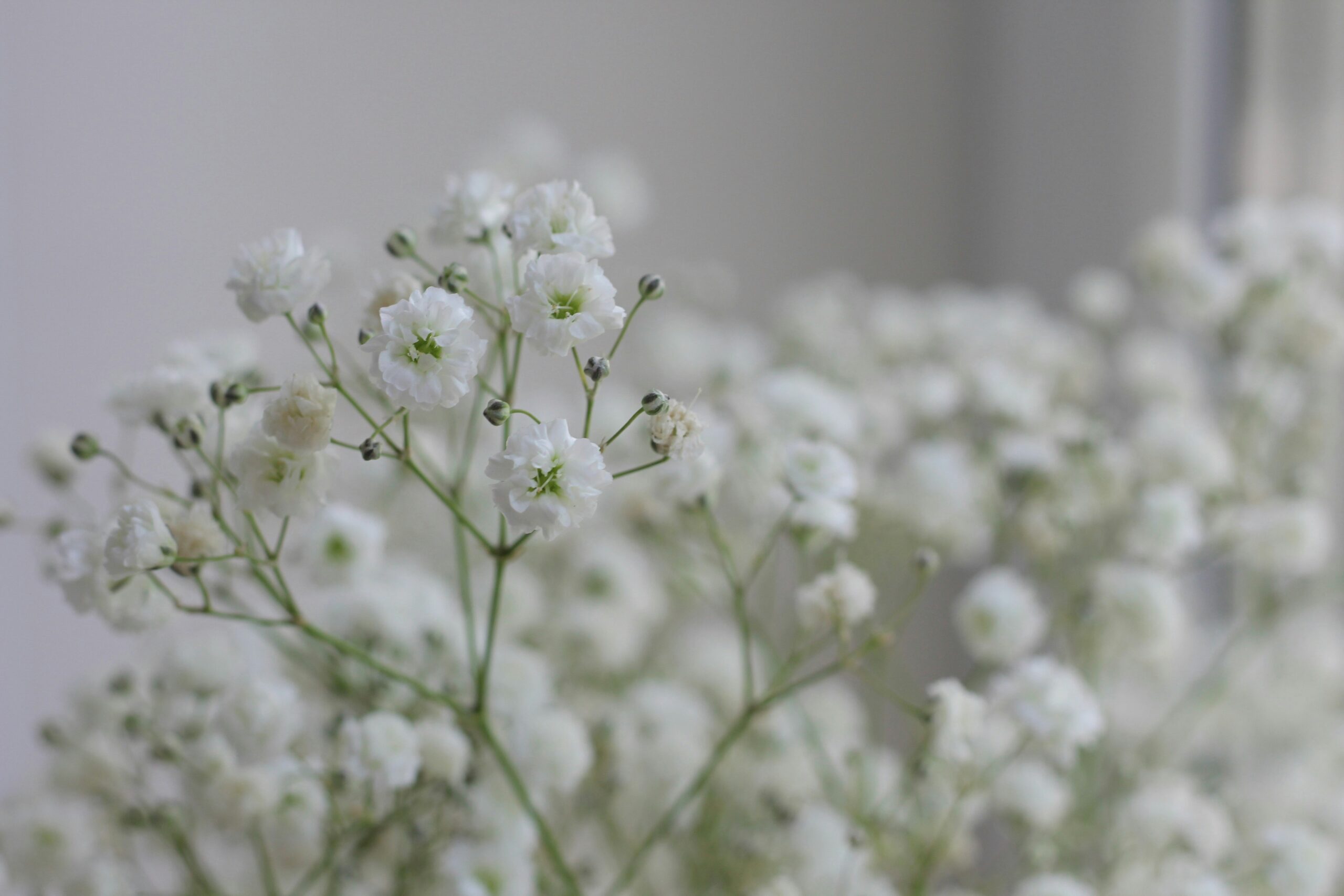 Gypsophila